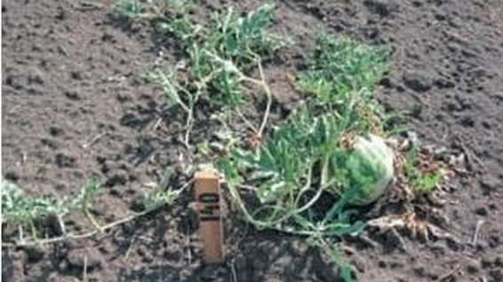 fuzariozno-uvenuce-lubenice-seme-zastita-syngenta_566x318_2.png