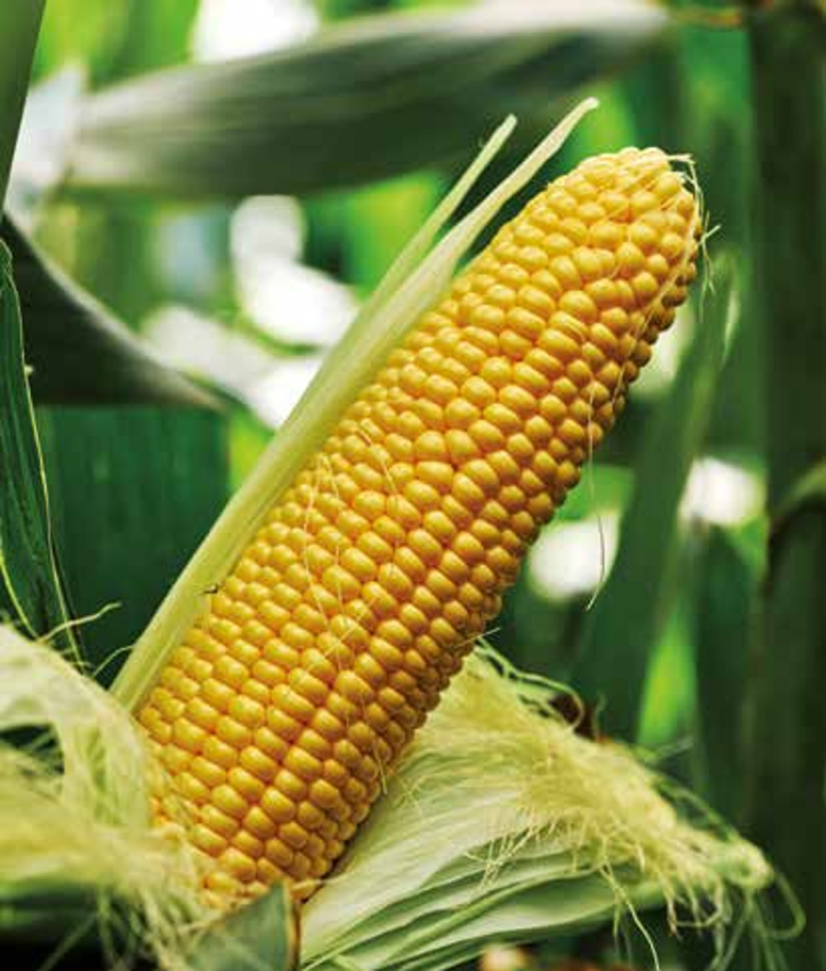 gss8529-kukuruz-secerac-seme-povrca-syngenta_1132x637.png