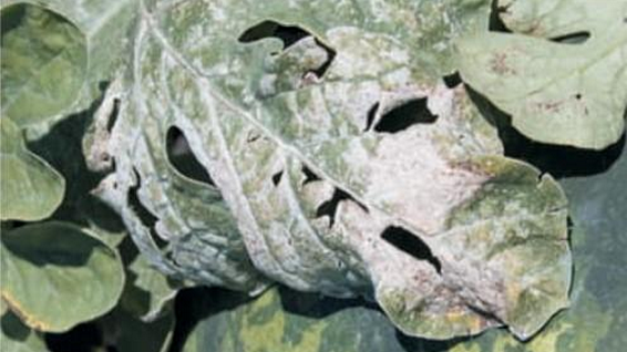 pepelnica-lubenice-seme-zastita-syngenta_566x318.png