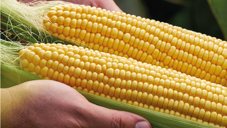 tyson-kukuruz-secerac-seme-povrca-syngenta_1132x637.png