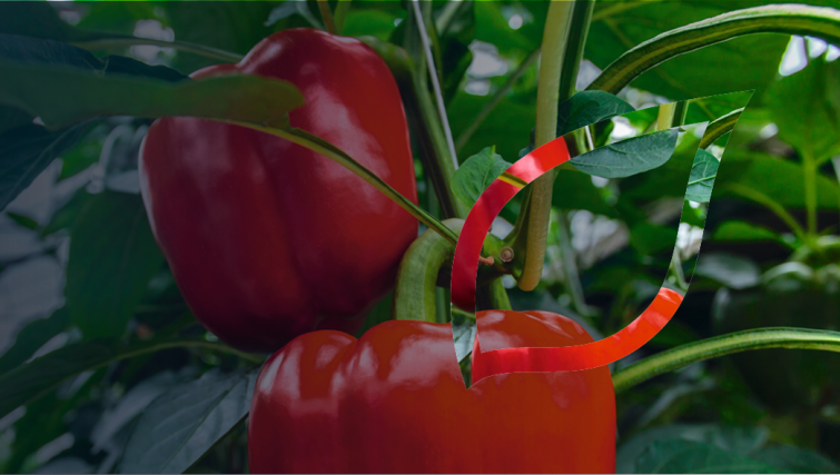 zastita-paprike-povrca-syngenta_1132x637_lst.png