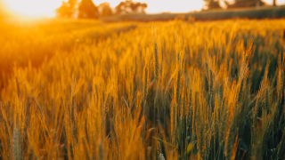 polje-psenica-pejzaz-zastita-syngenta_1132x637.png