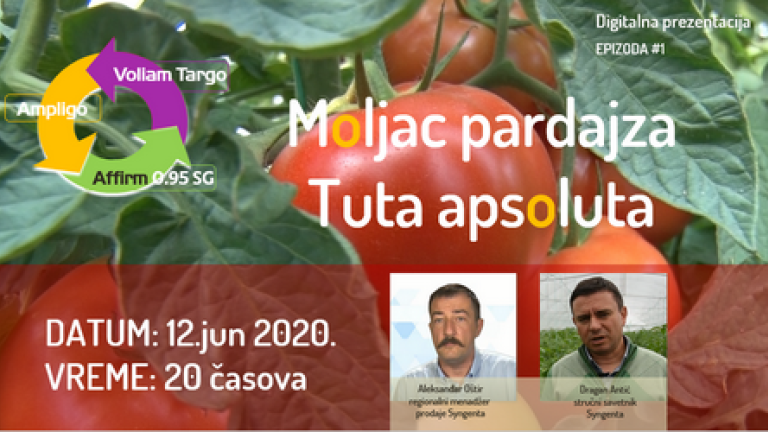 Moljac-paradajza-Tuta-apsoluta-Syngenta-resenje