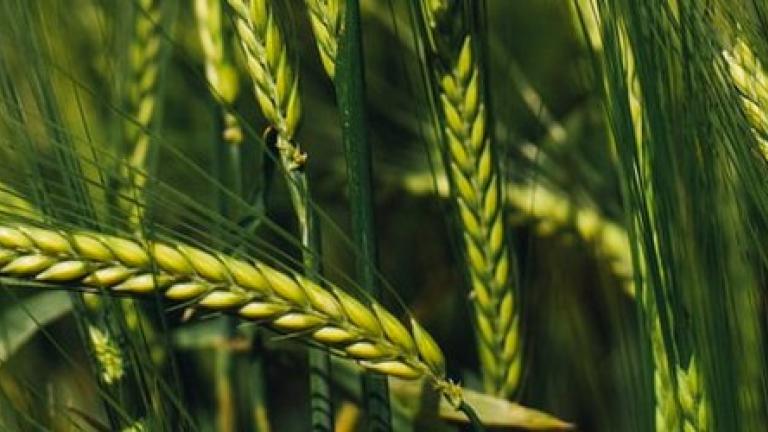jecam-hyvido-hibridi-syngenta