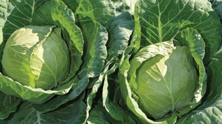 Syngenta seme kupus Sarmalin.