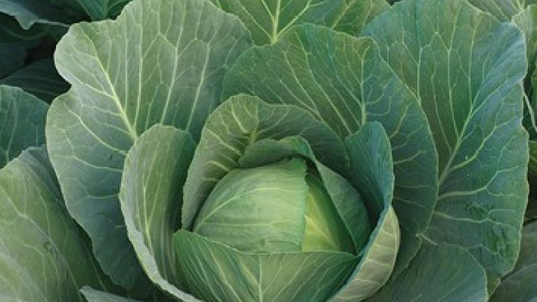 Syngenta seme kupus Gloria.