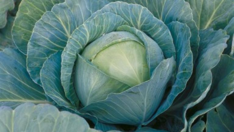 Syngenta seme kupus Kilaherb.
