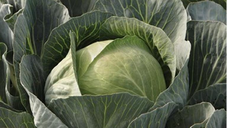 Syngenta seme kupus Storidor.