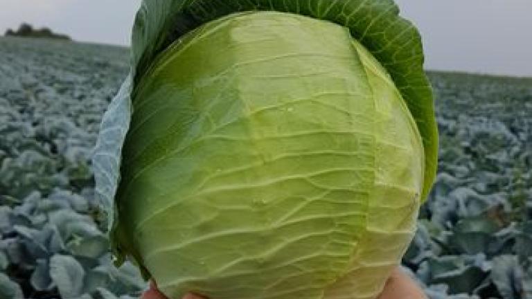 Syngenta seme kupus Escazu.