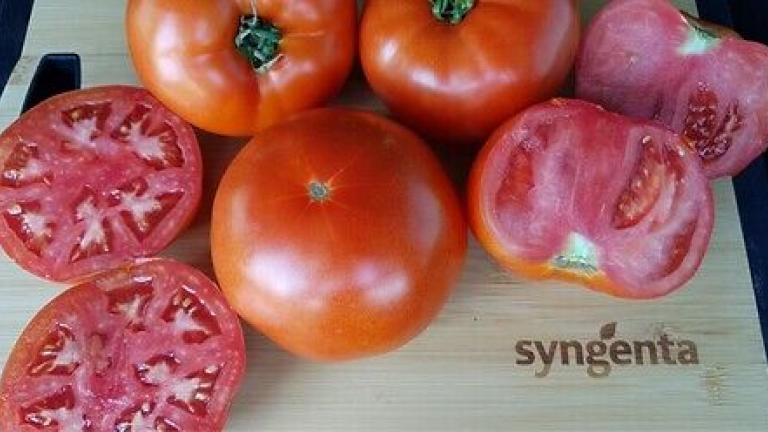 Syngenta seme paradajz Bobcat.