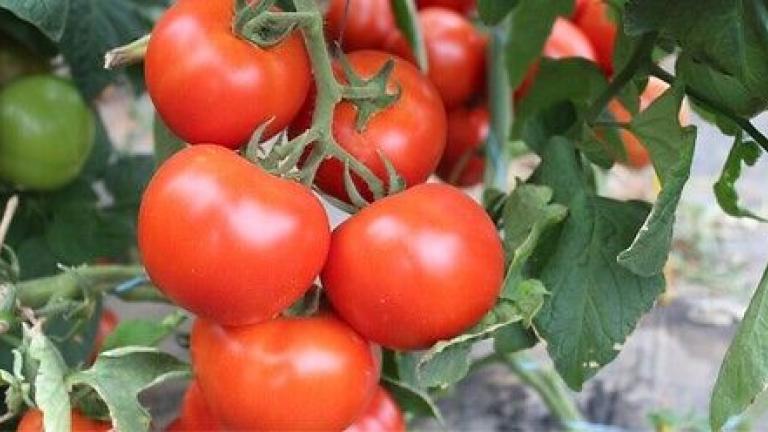 Syngenta seme paradajz Ciciu.
