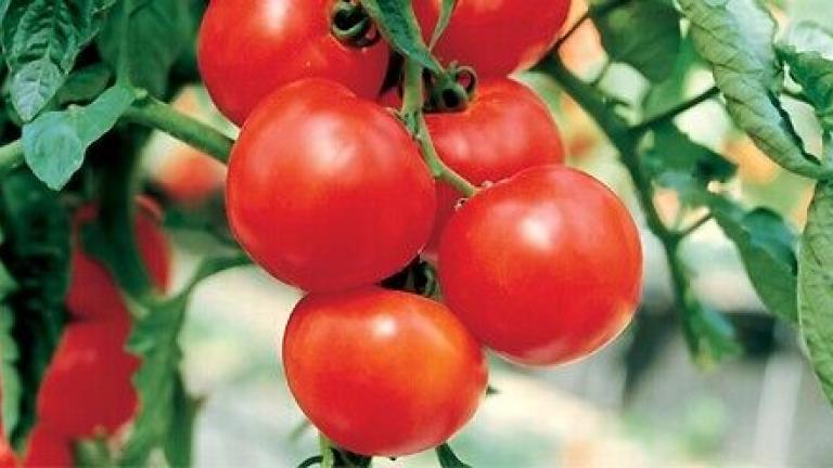 Syngenta seme paradajz Delfine.
