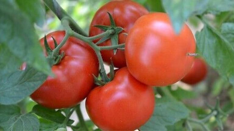 Syngenta seme paradajz Grumira.