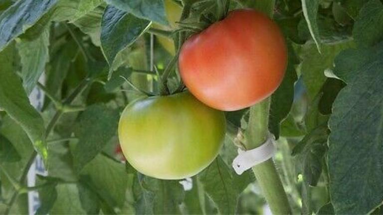 Syngenta seme paradajz Mamston.