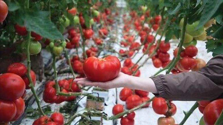 Syngenta seme paradajz Panekra.
