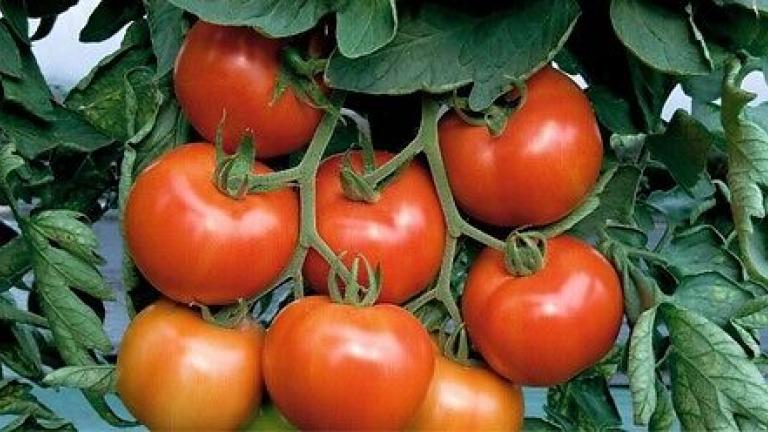 Syngenta seme paradajz Paronset.