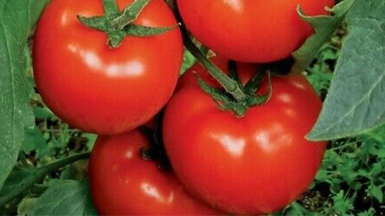 Syngenta seme paradajz Qualitet.