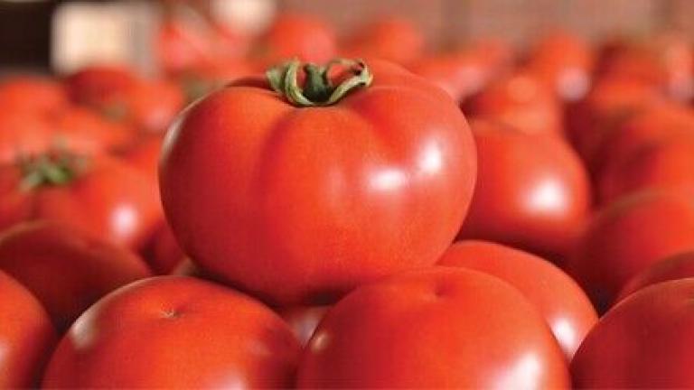 Syngenta seme paradajza.