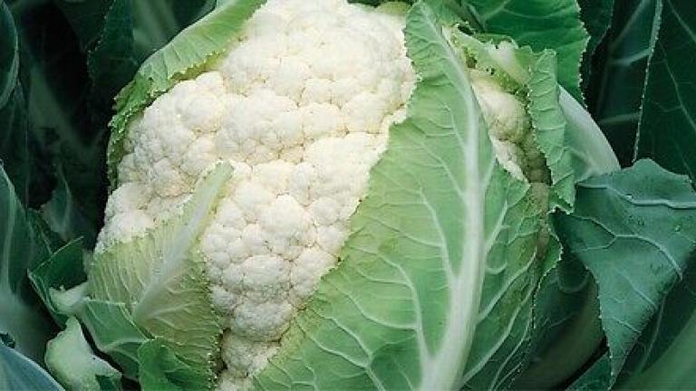 Syngenta seme karfiol Bruce.