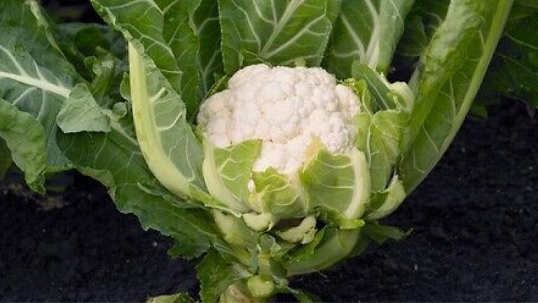 Syngenta seme karfiol Cristof.