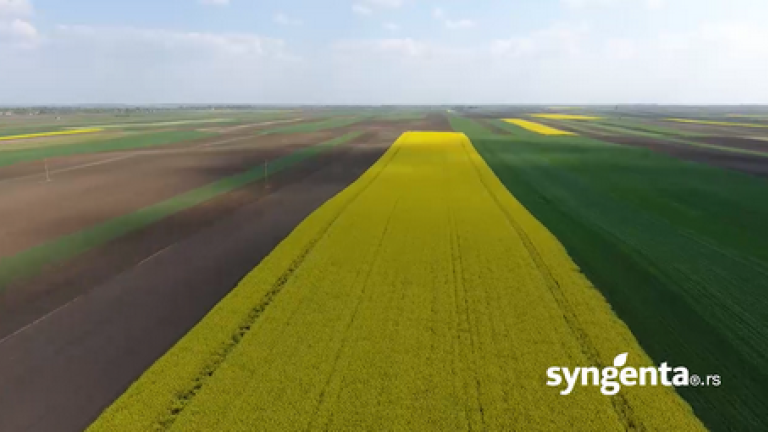syngenta-seme-ratarskih-useva