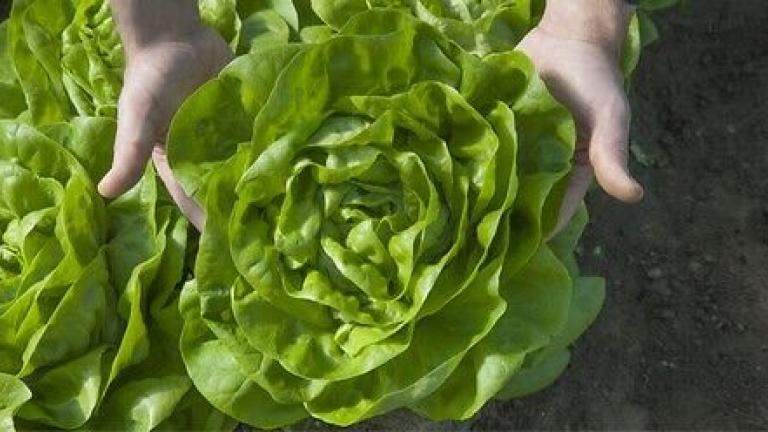 Seme salata Aviatore od Syngenta.