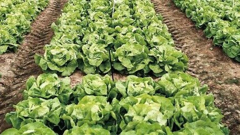 Seme salata Daguan od Syngenta.