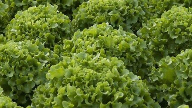 Seme salata batavia Gondola od Syngenta.
