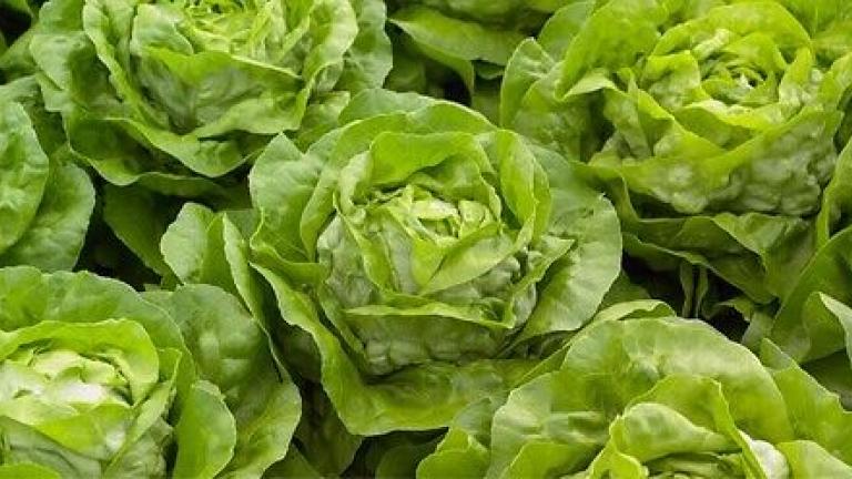 Seme salata Julian od Syngenta.