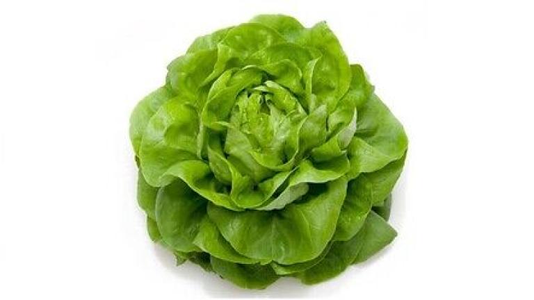 Seme salata Meteore od Syngenta.