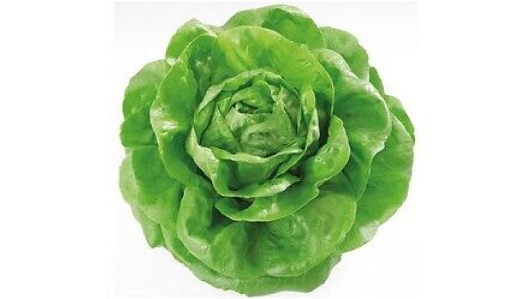 Seme salata Shangore od Syngenta.