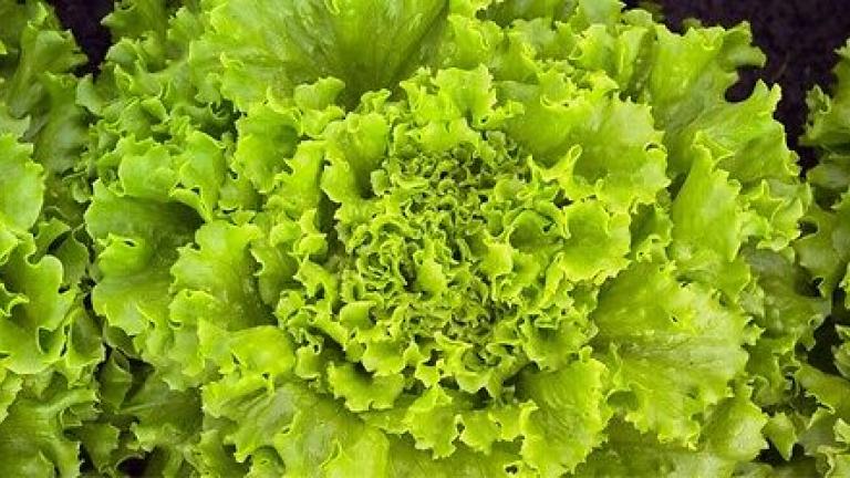 Seme salata batavia Vignole od Syngenta.
