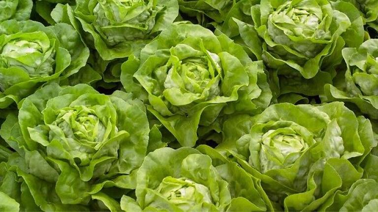 Seme salata od Syngenta.