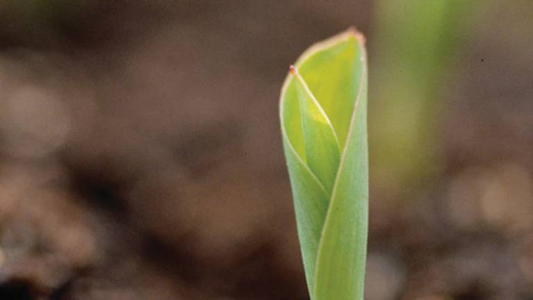 programi-zastite-ratarstvo-syngenta