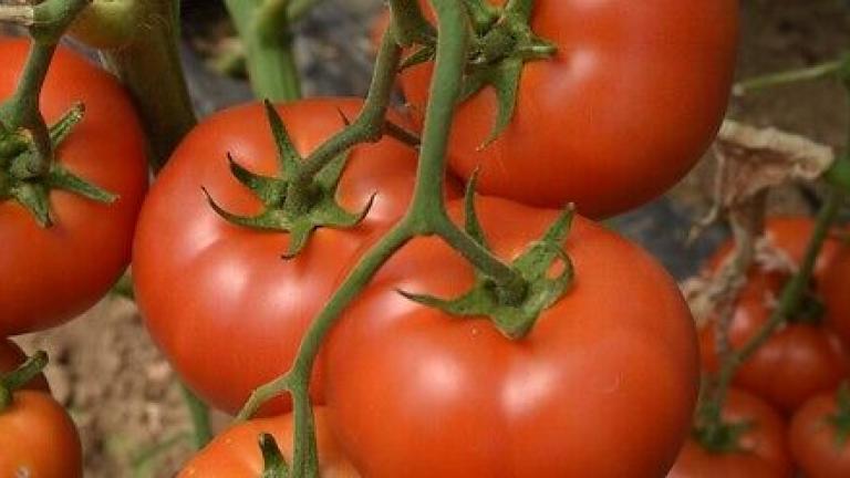 Seme rani paradajz Marifet od Syngenta.