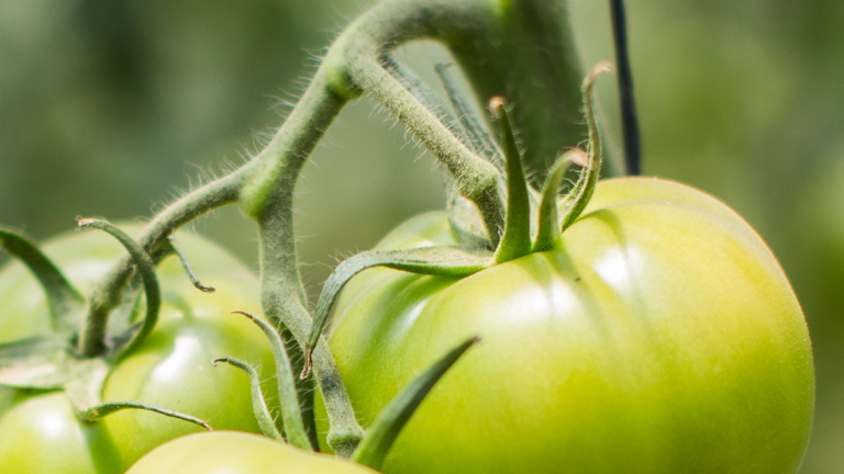 syngenta-zastita-povrca-paradajz_1132x637_podloga_7.png