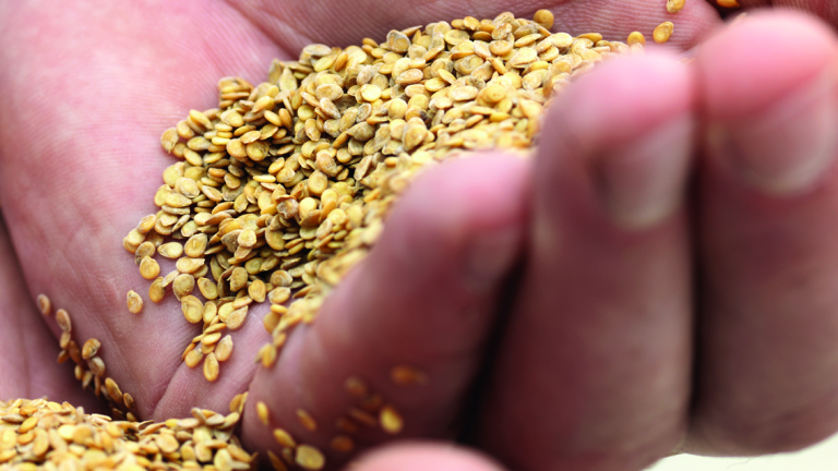 seme-povrca-syngenta_1132x637.png