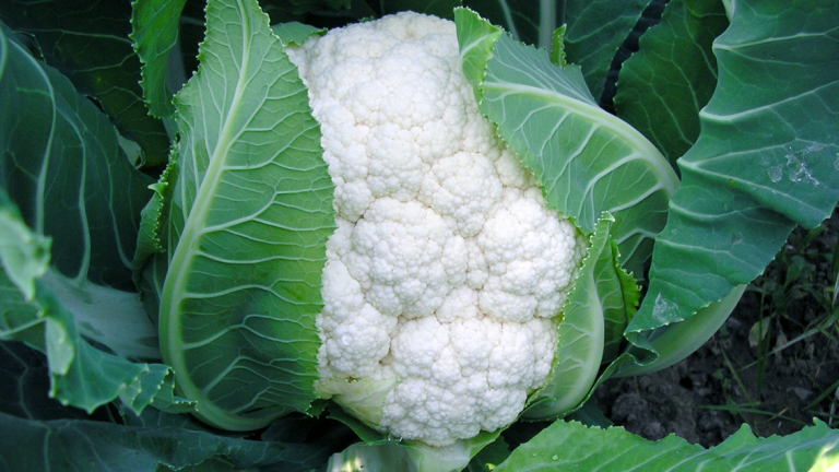 syngenta-karfiol-lecanu_1132x637_2.png