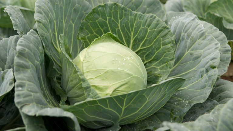 syngenta-kupus-kilagreg_1132x637.png