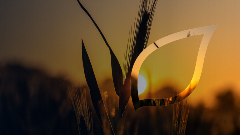 zastita-psenice-syngenta_1132x637_lst.png