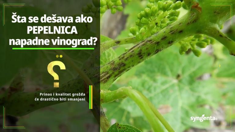 Zaštita vinove loze od pepelnice - DYNALI® 090 EC