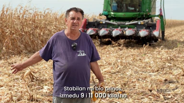 Zdravo zrno kukuruza Syngenta reč poljoprivrednika