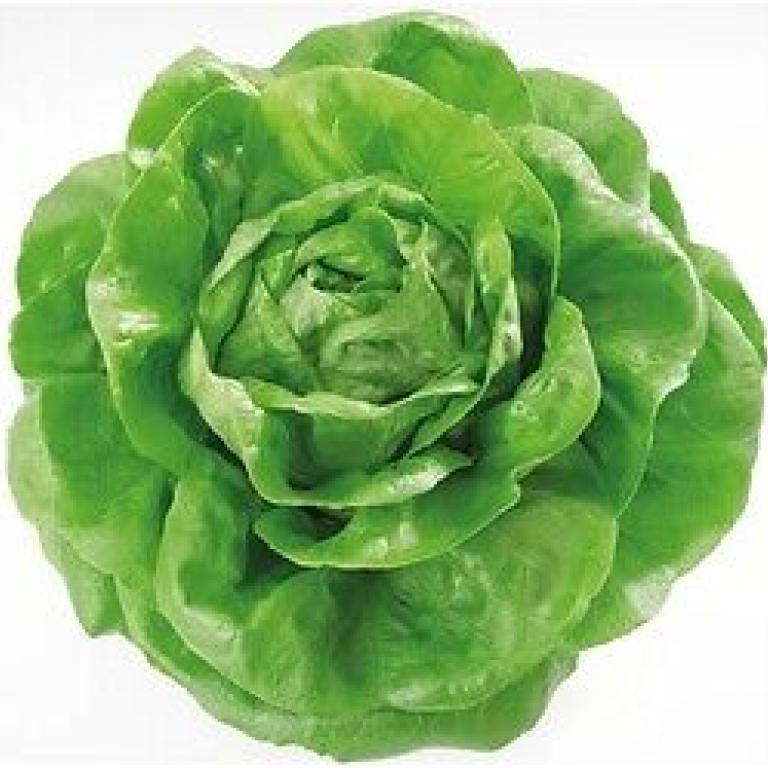 Seme salata Shangore od Syngenta.
