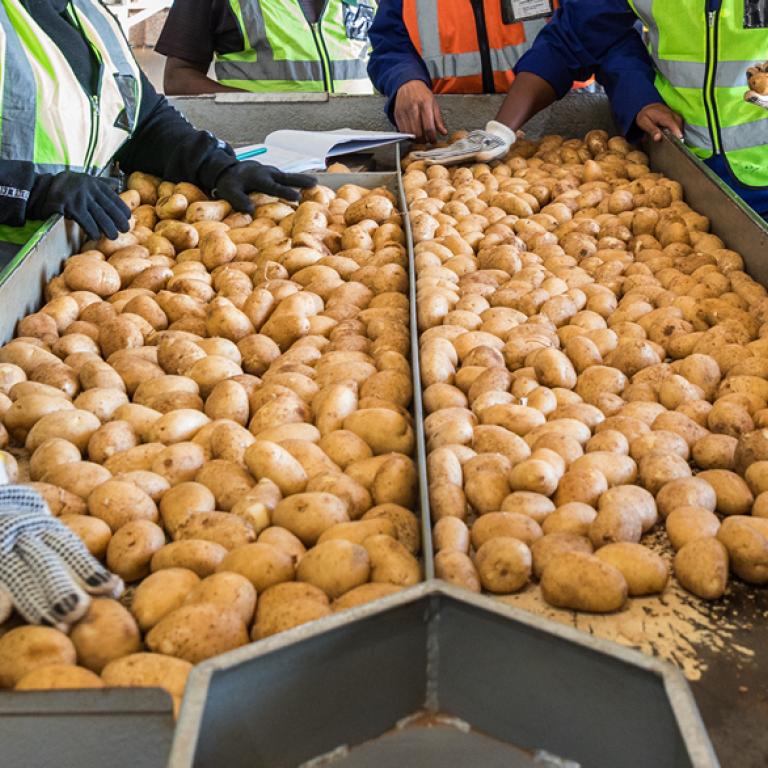 syngenta-krompir-zastita_1132x586_4.jpg