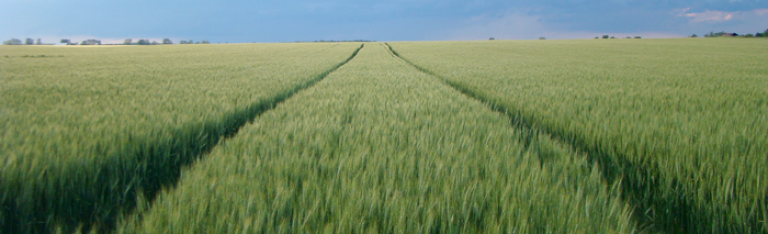 axial-psenica-tretiranje