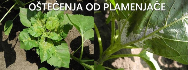 ostecenja-od-plamenjace-plenaris-syngenta