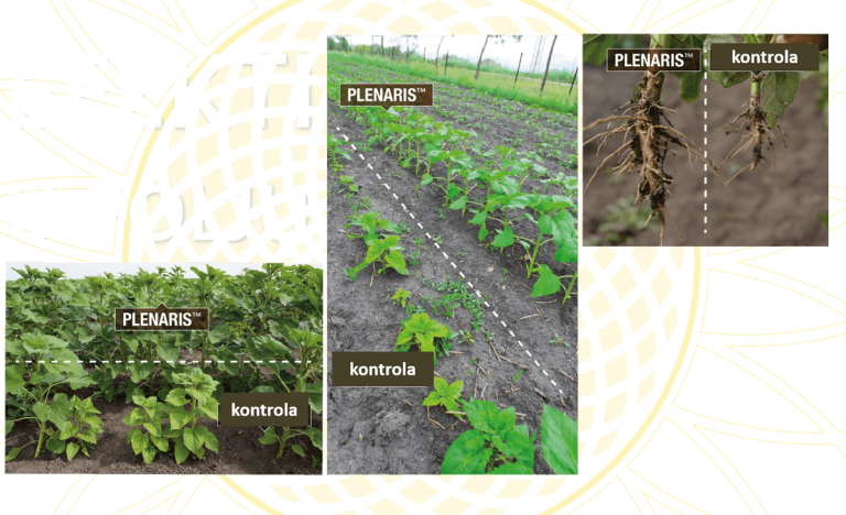 Plenaris-seedcare