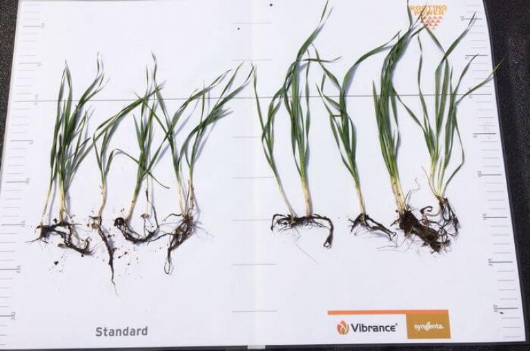 Syngenta-Vibranceduo seedcare