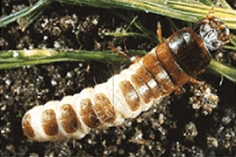 CelestPlus tretiranje semena psenice