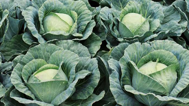 pruktor-kupus-syngenta_1132x637_sl.png